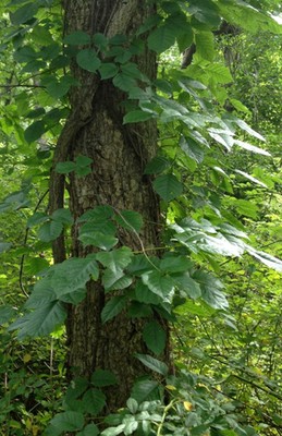 Poison Ivy Tips and Myths